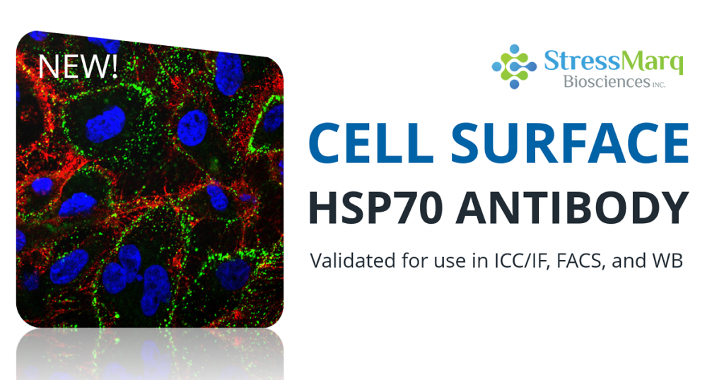 HSP70 antibody cell surface launch