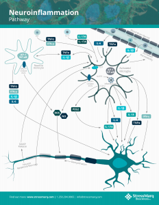 Neuroinflammation Pathway Poster