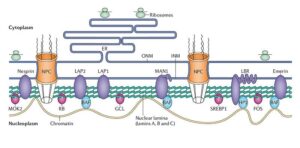 Structure and function of the nuclear lamina.