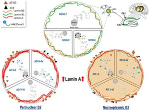 Nuclear dynamics of tau, nuclear lamins and H4K20me3