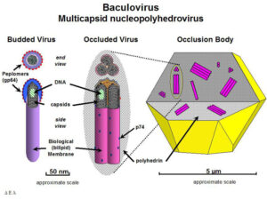 Diagram of nucleopolyhedrovirus virions.