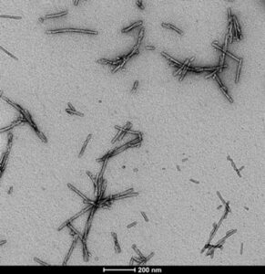 Transmission electron microscopy (TEM) of Type 1 Alpha Synuclein Pre-formed Fibrils (PFFs) (SPR-322)