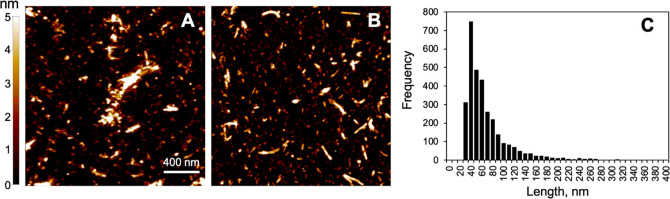 AFM characterization of Alpha Synuclein PFFs