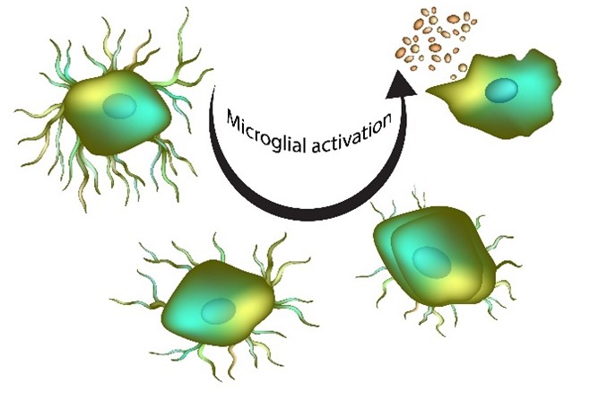 Activation of microglia in response to inflammatory stimulus.