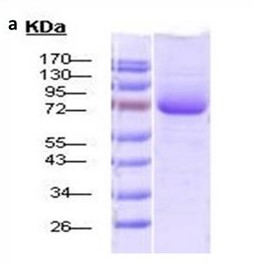 human recombinant HSP70 full-length protein 