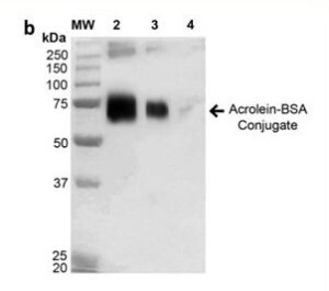 Bovine Serum Albumin (BSA) modified with Acrolein