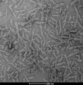 Transmission electron microscopy of Tau 2N4R & Alpha Synuclein Co-Polymer Fibrils.