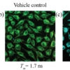 Fluorescence lifetimes of the donor in HeLa cells treated with FCR1 (SIH-180), a FRET ratiometric fluorescence-based redox sensor.