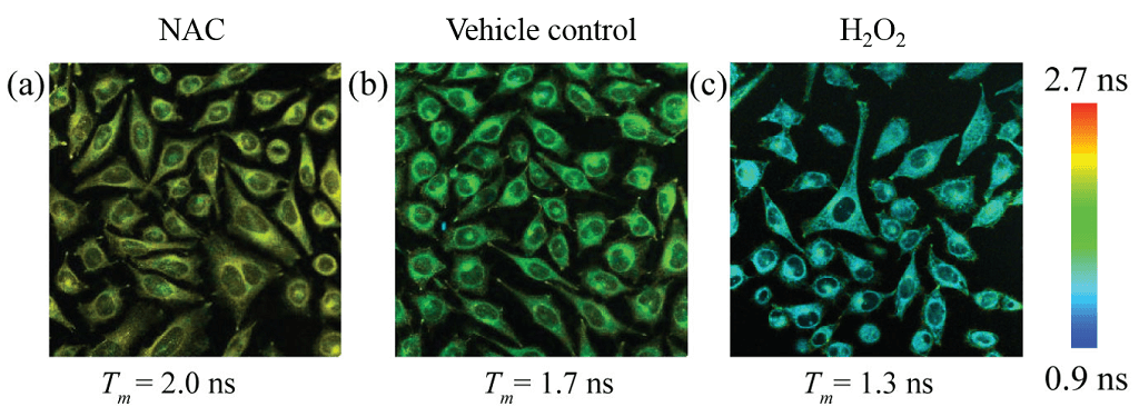 <p>Fluorescence lifetimes of the donor (420 – 470 nm) in HeLa cells treated with FCR1 (SIH-180, 10 µM, λex = 820 nm) and N-acetyl cysteine, vehicle control and H2O2. Pseudo-colour images represent mean lifetime. Scale bar represents 50 µm. Images used with permission from Kaur A, Haghighatbin MA, Hogan CF, New EJ. Chem Commun (Camb). 2015 Jun 16;51(52):10510-3.</p>
