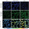 Two photon - confocal microscopy imaging of HeLa cells treated with FCR1 (SIH-180), a FRET ratiometric fluorescence-based redox sensor.