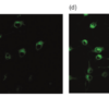 Imaging of NpFR1 (SIH-181), a reversible fluorescence intensity-based redox sensor, in 3T3-L1 preadipocytes.