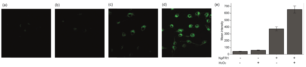 <p>Imaging of NpFR1 (SIH-181) in 3T3-L1 preadipocytes treated with (a) vehicle control (b) H2O2 (100 mM, 2 min), (c) NpFR1 (50 mM, 2 h) and (d) NpFR1 (50 mM, 2 h) followed by H2O2 (100 mM, 2 min). Scale bar represents 50 mm, lex = 405 nm. (e) Integrated emission from 510 nm to 610 nm. Values are the mean ratio generated from the intensity from five fields of cells. Error bars represent standard error measurement (s.e.m.).  The layout of this image was modified for optimal display from the original Chem. Commun., 2014, 50, 8181, and licensed under a Creative Commons Attribution 3.0 Unported Licence (http://creativecommons.org/licenses/by/3.0/).</p>
