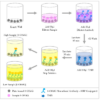 Diagram of the 8-OHdG Competitive ELISA for the DNA Damage (8-OHdG) ELISA kit StressXpress - SKT-120