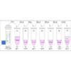 Diagram of the Preparation of the 8-OHdG Standards for the DNA Damage (8-OHdG) ELISA kit StressXpress - SKT-120