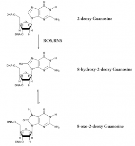 SKT-120_DNA_Damage_8-OHdG_Oxidation_of_Guanosine