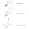 Chemical Equation of the Oxidation of Guanosine for the DNA Damage (8-OHdG) ELISA kit StressXpress - SKT-120