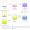 Diagram of the Competitive ELISA for the Nitrotyrosine ELISA Kit StressXpress - SKT-126