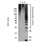 SKT-130_Free_Ubiquitin_Chain_Detection_Kit_WB.png