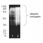 SKT-131_Ubiquitin_Detection_Kit_WB.png