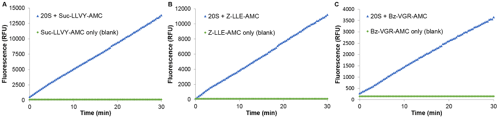 <p>Continuous kinetic enzyme activity assay showing the time course of control 20S proteasome activity with A) Suc-LLVY-AMC, B) Z-LLE-AMC and C) Bz-VGR-AMC using the StressXpress® 20S Proteasome Activity Kit GOLD. In each case 20S proteasome (~2.5nM) was incubated with 100µM substrate in proteasome assay buffer for 30 minutes at room temperature alongside a substrate only (blank) control reaction. Fluorescence measurements (RFU) were taken at 30 second intervals and plotted vs. time.</p>
