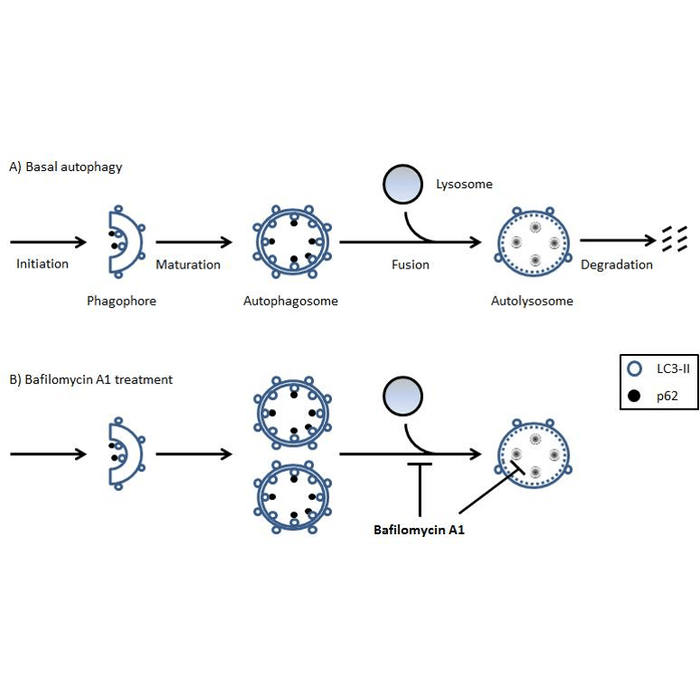 <p>Schematic showing basal autophagy in cells and the effect of bafilomycin A1 (BafA1) treatment. Difference between LC3-II or p62 marker levels with and without BafA1 treatment represents the autophagic flux/turnover of the system and can be used to assess changes in autophagy upon experimental investigation.</p>
