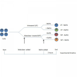 SKT-135_Autophagy_Flux_Detection_Kit_Experimental_timeline_Fig2.png