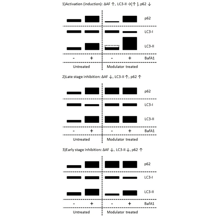 <p>Western blot diagram showing comparison of LC3-II and p62 marker levels upon treatment with autophagy modulators resulting in activation (1), late stage inhibition (2) or early stage inhibition (3) of autophagy.</p>
