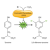 Chemical Equation of the Bromination of Tyrosine for the Dibromo-tyrosine ELISA Kit MOLECULAR SIGNATURE® - SKT-140