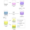 Diagram of the Dibromo-tyrosine Competitive ELISA for the Dibromo-tyrosine ELISA Kit MOLECULAR SIGNATURE® - SKT-140