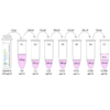 Diagram of the Preparation of the Dibromo-tyrosine Standards for the Dibromo-tyrosine ELISA Kit MOLECULAR SIGNATURE® - SKT-140