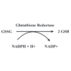 Chemical Equation of the Glutathione Reductase Reaction for the Glutathione Reductase Activity Kit StressXpress - SKT-204