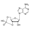 Chemical Structure of Cyclic AMP for the Cyclic AMP EIA Kit StressXpress - SKT-209