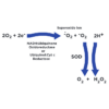 Diagram of the Reactive Oxygen Species (ROS) Formation for the SOD Activity Kit StressXpress - SKT-214