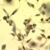 Mouse Anti-Hsp70 Antibody [C92F3A-5] used in Immunocytochemistry/Immunofluorescence (ICC/IF) on Mouse Heat Shocked Melanoma cells (SMC-100)