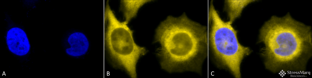 <p>Immunocytochemistry/Immunofluorescence analysis using Rat Anti-GRP94 Monoclonal Antibody, Clone 9G10 (SMC-105). Tissue: Heat Shocked cervical cancer cells (HeLa). Species: Human. Fixation: 2% Formaldehyde for 20 min at RT. Primary Antibody: Rat Anti-GRP94 Monoclonal Antibody (SMC-105) at 1:100 for 12 hours at 4°C. Secondary Antibody: R-PE Goat Anti-Rat (yellow) at 1:200 for 2 hours at RT. Counterstain: DAPI (blue) nuclear stain at 1:40000 for 2 hours at RT. Localization: Endoplasmic reticulum lumen. Melanosome. Magnification: 100x. (A) DAPI (blue) nuclear stain. (B) Anti-GRP94 Antibody. (C) Composite. Heat Shocked at 42°C for 1h.</p>
