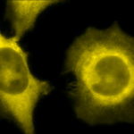 SMC-105_GRP94_Antibody_9G10_ICC-IF_Human_Heat-Shocked-HeLa-Cells_100x_Composite.png