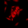 Rat Anti-GRP94 Antibody [9G10] used in Immunocytochemistry/Immunofluorescence (ICC/IF) on Human Heat Shocked cervical cancer cells (HeLa) (SMC-105)