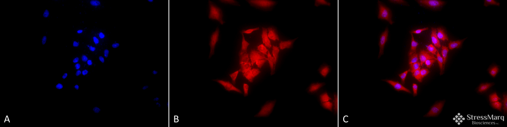 <p>Immunocytochemistry/Immunofluorescence analysis using Rat Anti-GRP94 Monoclonal Antibody, Clone 9G10 (SMC-105). Tissue: Heat Shocked cervical cancer cells (HeLa). Species: Human. Fixation: 2% Formaldehyde for 20 min at RT. Primary Antibody: Rat Anti-GRP94 Monoclonal Antibody (SMC-105) at 1:100 for 12 hours at 4°C. Secondary Antibody: APC Goat Anti-Rat (red) at 1:200 for 2 hours at RT. Counterstain: DAPI (blue) nuclear stain at 1:40000 for 2 hours at RT. Localization: Endoplasmic reticulum lumen. Melanosome. Magnification: 20x. (A) DAPI (blue) nuclear stain. (B) Anti-GRP94 Antibody. (C) Composite. Heat Shocked at 42°C for 1h.</p>
