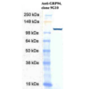 Rat Anti-GRP94 Antibody [9G10] used in Western Blot (WB) on Human Cervical cancer cell line (HeLa) lysate (SMC-105)