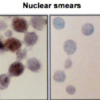 Mouse Anti-Hsp70 Antibody [BB70] used in Immunocytochemistry/Immunofluorescence (ICC/IF) on Rat hepatocyte nuclei (SMC-106)