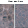 Mouse Anti-Hsp70 Antibody [BB70] used in Immunohistochemistry (IHC) on Rat hepatocytes (SMC-106)