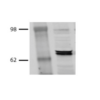 Mouse Anti-Hsp70 Antibody [BB70] used in Western Blot (WB) on Bovine MDBK cell lysates (SMC-106)