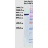 Mouse Anti-Hsp70 Antibody [BB70] used in Western Blot (WB) on Human Cervical cancer cell line (HeLa) lysate (SMC-106)
