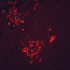 Mouse Anti-Hsp90 Antibody [H9010] used in Immunohistochemistry (IHC) on Human colon carcinoma (SMC-107)