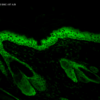 Mouse Anti-Hsp90 Antibody [H9010] used in Immunohistochemistry (IHC) on Mouse backskin (SMC-107)