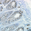 Mouse Anti-Hsp90 Antibody [H9010] used in Immunohistochemistry (IHC) on Mouse inflamed colon (SMC-107)