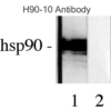 Mouse Anti-Hsp90 Antibody [H9010] used in Western blot (WB) on Human Lysates (SMC-107)