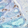 Mouse Anti-Hsp90 alpha Antibody [K41009] used in Immunohistochemistry (IHC) on Mouse inflamed colon (SMC-108)