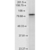 Mouse Anti-Hsp90 alpha Antibody [K41009] used in Western Blot (WB) on Rat Lysates (SMC-108)