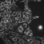 SMC-110_Hsp60_Antibody_LK-1_ICC-IF_Human_HaCaT-cells_1.png